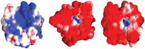 התפלגות מטענים חשמליים על פני מולקולות של האנזים אנהידרז פחמתי (אדום = מטען חשמלי חיובי, כחול = מטען חשמלי שלילי, לבן = ללא מטען). מימין: אנזים מעכבר. באמצע: מהאצה דונליאלה. משמאל: מאדם. האנזימים של העכבר והאצה, המסוגלים לפעול במיגוון רחב של ריכוזי מלח, עטופים במטענים שליליים, ואילו האנזים מהאדם, הרגיש למלח, עטוף בעיקר במטענים חיוביים או באזורים חסרי מטען